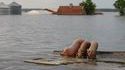 Cochons flottants