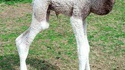 Un bébé dromadaire
