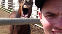 Horse bombing