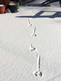 Sur les traces de la bite qui saute