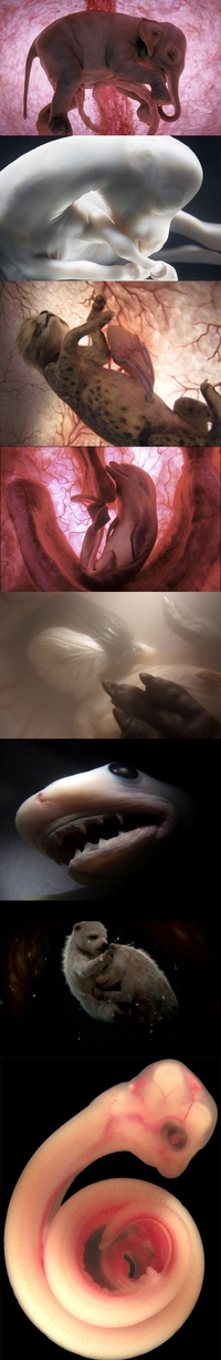 Des foetus
