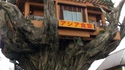 La maison dans l'arbre d'Okinawa