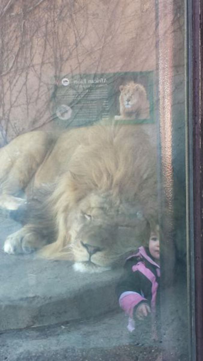 Avec le reflet, on pourrait croire que l'enfant est avec le lion.