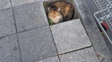 Un fdp qui fait le trottoir...