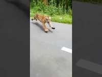 Le roi de la route
