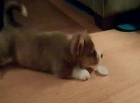 Chiot vs glaçon