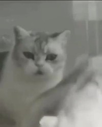 Les chats sont liquides