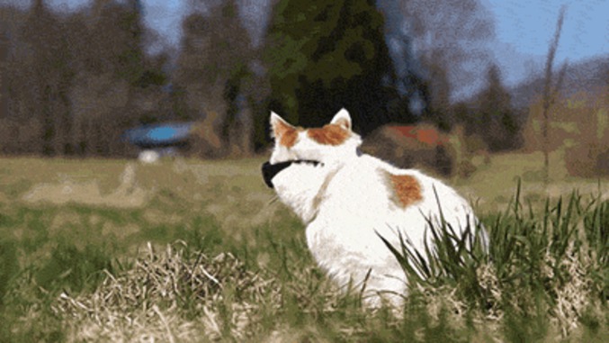 Chat à lunette