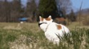 Chat à lunette