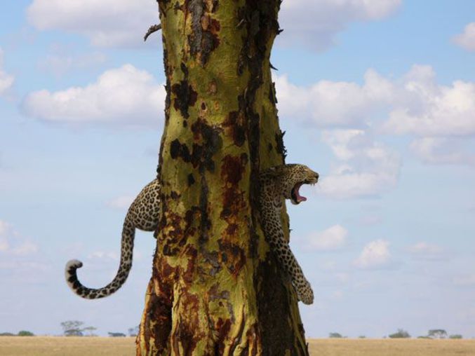Un léopard semble coincé dans le tronc d'un arbre.