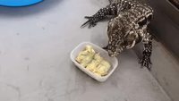 Om nom nom nom