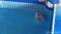 Un chien nage sur le dos
