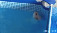 Un chien nage sur le dos