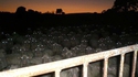 Black sheep: les figurants