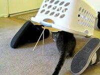 Piège à chat