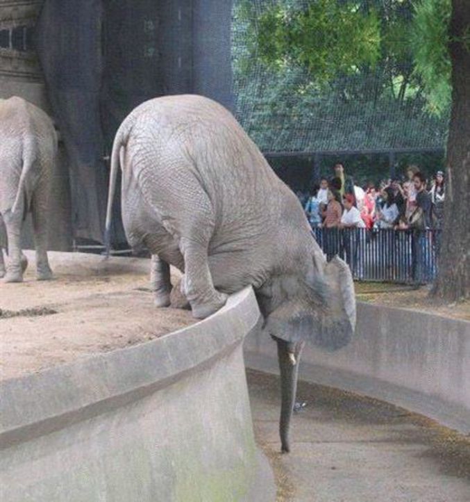 Un éléphant fait un effort considérable pour attraper de la nourriture.