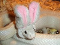 Serpent cro mignon