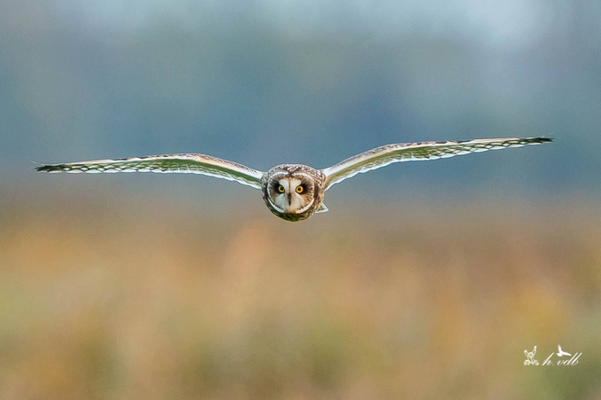 Un hibou des marais (Asio flammeus) en vol. Photo de Vandenberghe Hans.