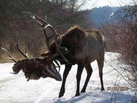 Trophée de chasse