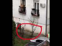 Promener son chien pendant le confinement avec un peu de zèle .