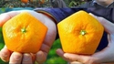 Oranges pentagonales