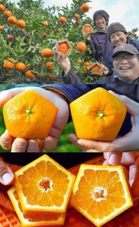 Oranges pentagonales