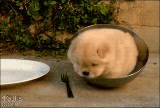Piège à chiot