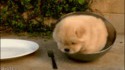 Piège à chiot