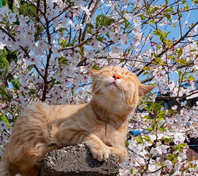 Tout le monde apprécie les cerisiers et le soleil.