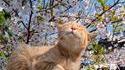 C'est le printemps