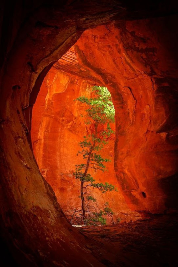 Un arbre pousse étonnamment dans une grotte quelque part à Boynton Canyon (Sedona, Arizona, Etats Unis). Cette façon de grandir repousse ainsi quelques concepts et constantes envisagés pour les organismes à photosynthèse et montre l'adaptation admirable qu'ont les plantes quant à leur environnement.