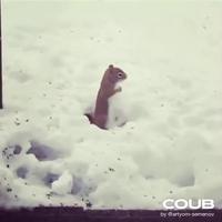 Écureuil dansant