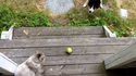 Comme chat et chien 37