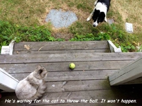 Comme chat et chien 37