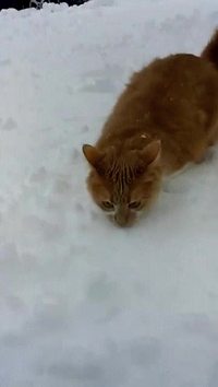 "Neige !"
