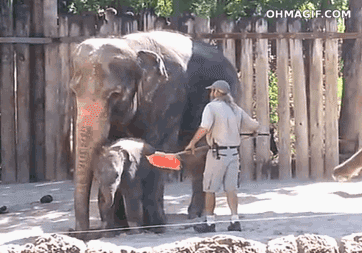 Un éléphant se passe le balai.