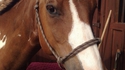 Cheval-canard