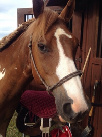 Cheval-canard