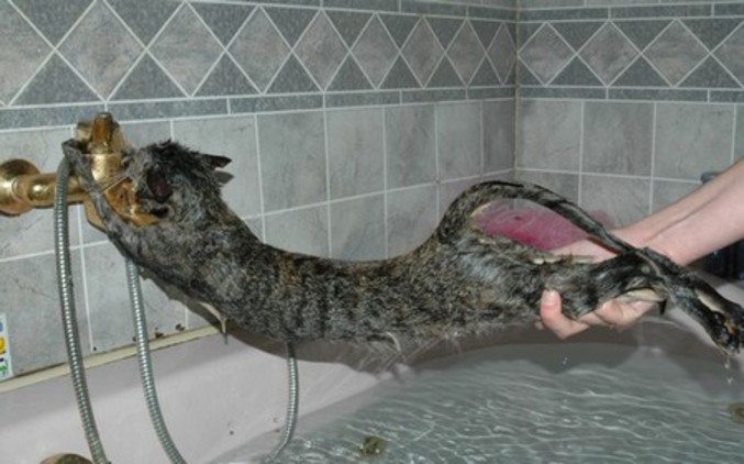 Un chat qui ne veut absolument pas prendre son bain.