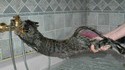 Chat et baignoire