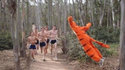 Un tigre fait une embuscade