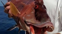 Poisson Jar Jar dans "la guerre des étoiles de mer"