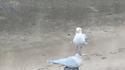 Mouette dominatrice