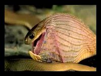 Serpent gourmand