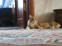 Chat possédé