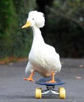 Palmipède à roulettes