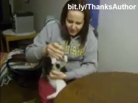 Compilation de chats mouillés