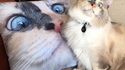 Un chat et un coussin