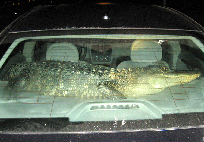 Un crocodile qui a été retrouvé sur la plage arrière d'une voiture.