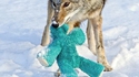 Coyote et peluche